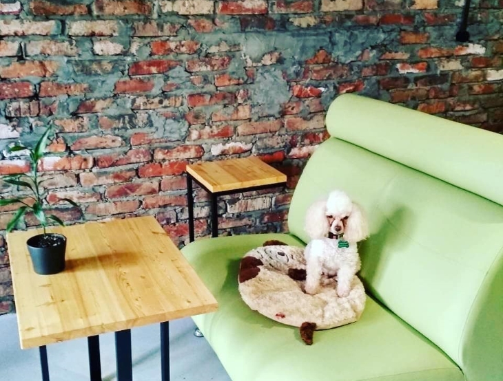 Пермский волонтер открыла кофейню, где «работают» собаки