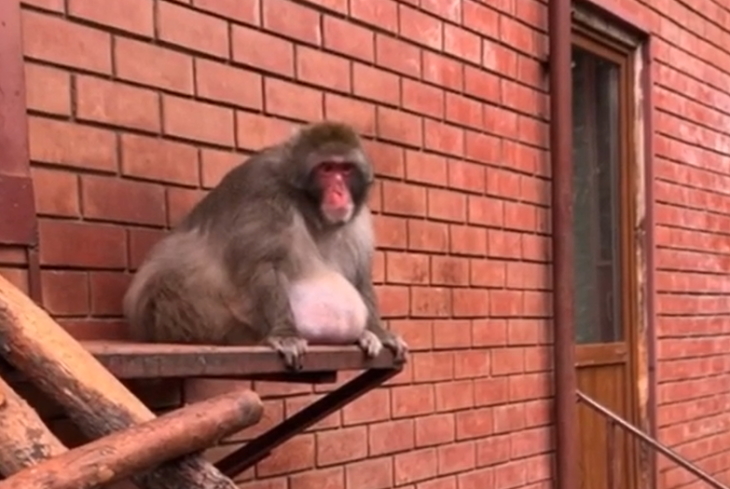 В пермском зоопарке на самоизоляции растолстел макак