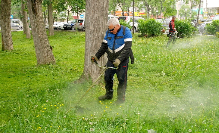 Биологи рассазали об опасностях повсеместной стрижки газонов в Перми
