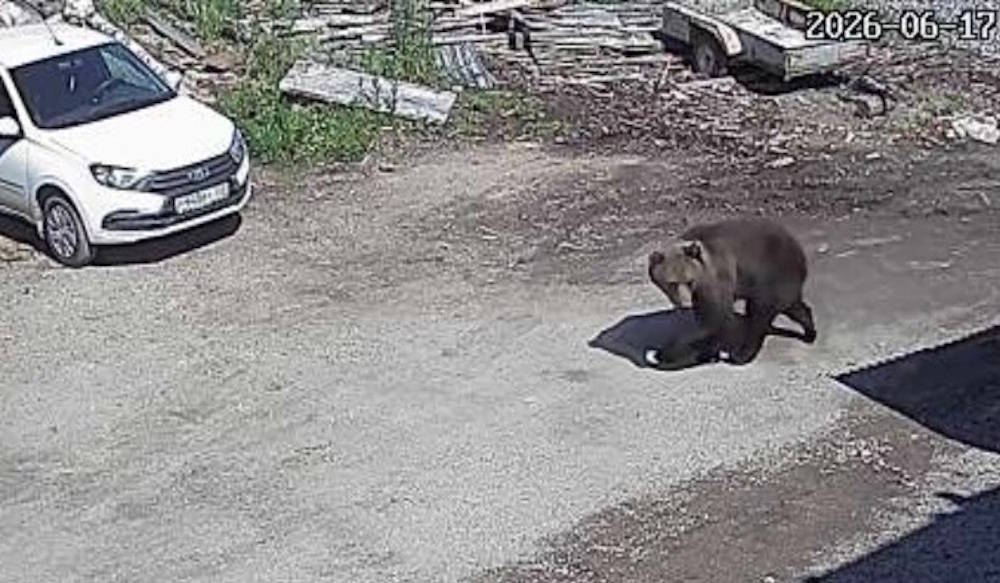 В Пермском крае решено застрелить медведя, неоднократно заходившего в город