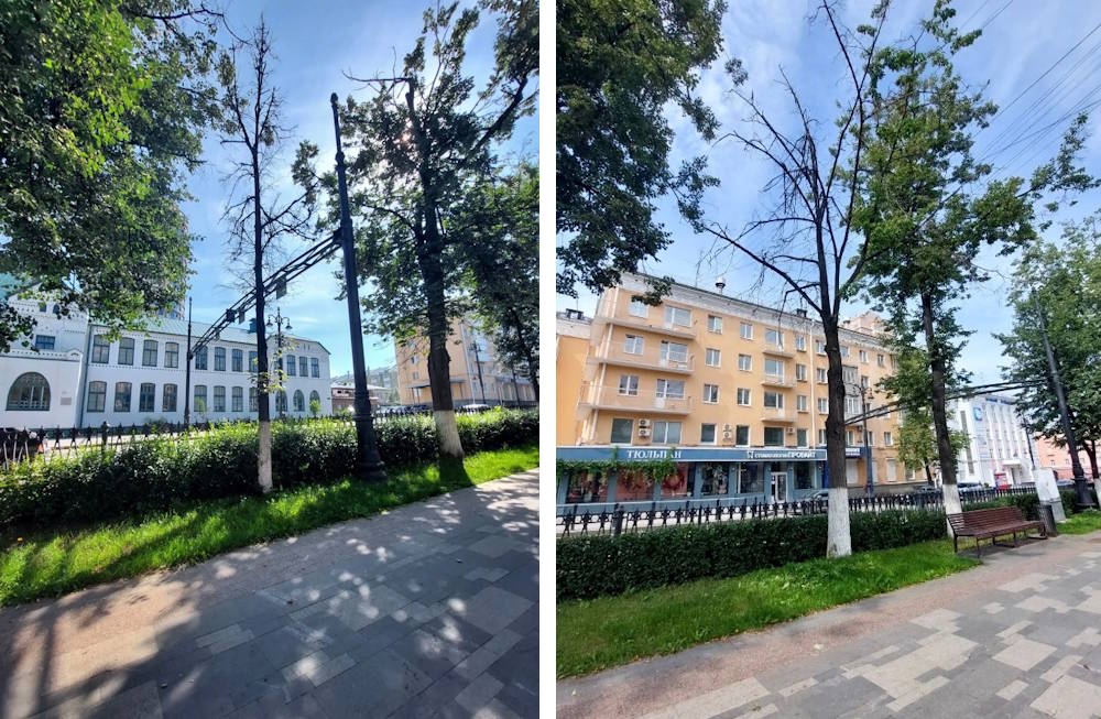 В Перми на Комсомольском проспекте вырубят некрасивые липы
