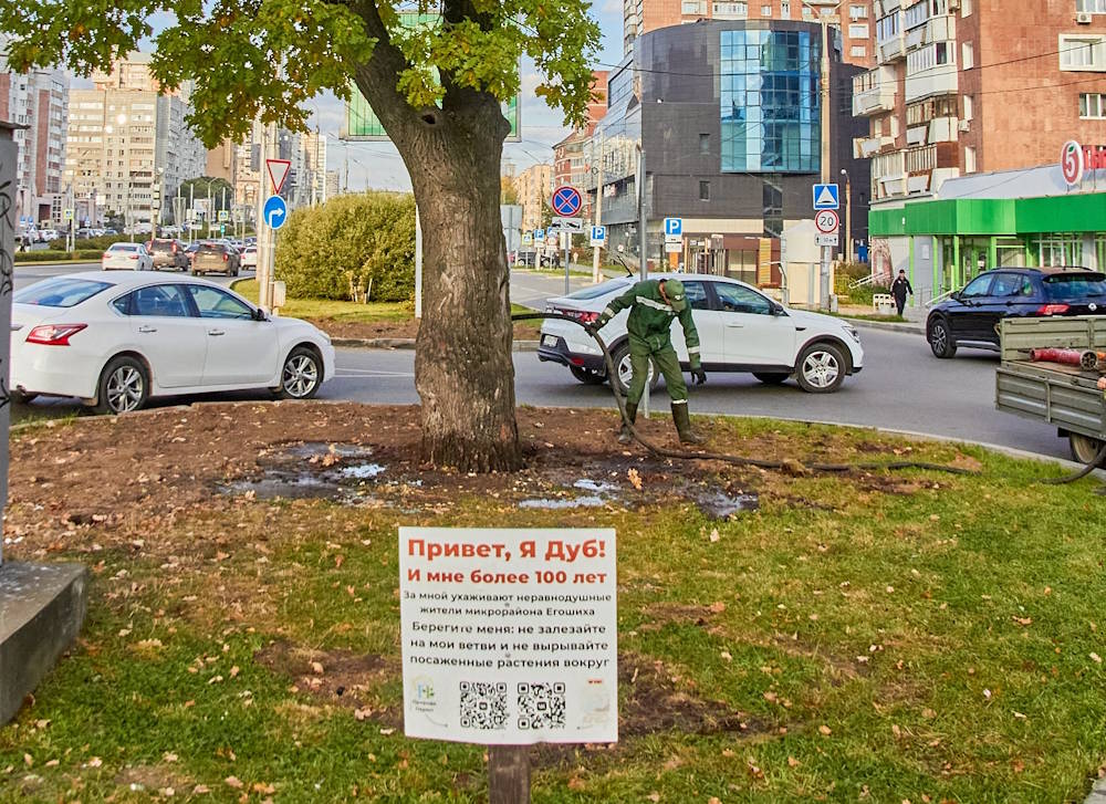 В Перми «подлечили» столетний дуб в центре города