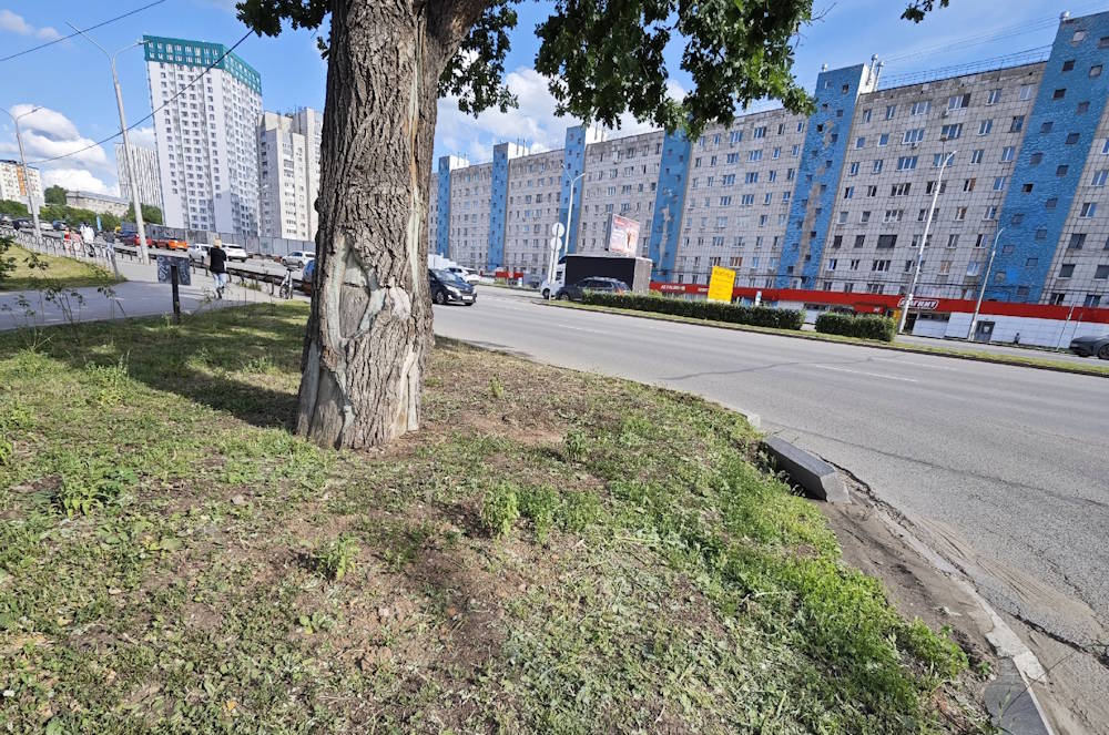 В Перми коммунальщики вновь повредили участок у векового дуба в центре города