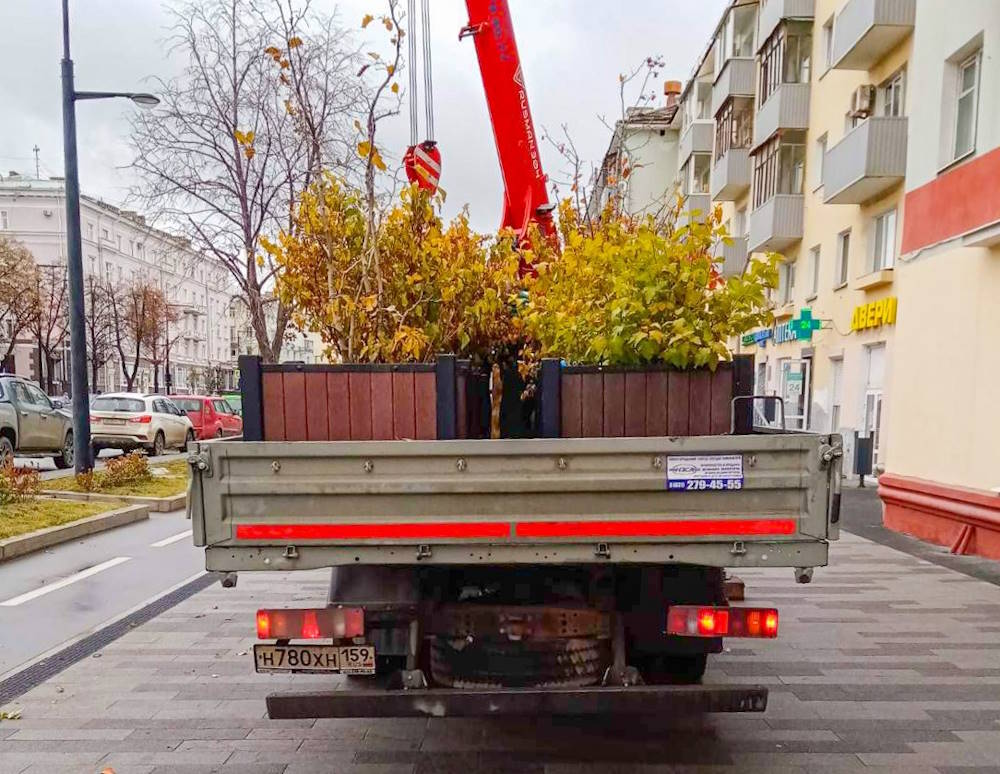 В Перми деревья в кадках начали вывозить на зимовку