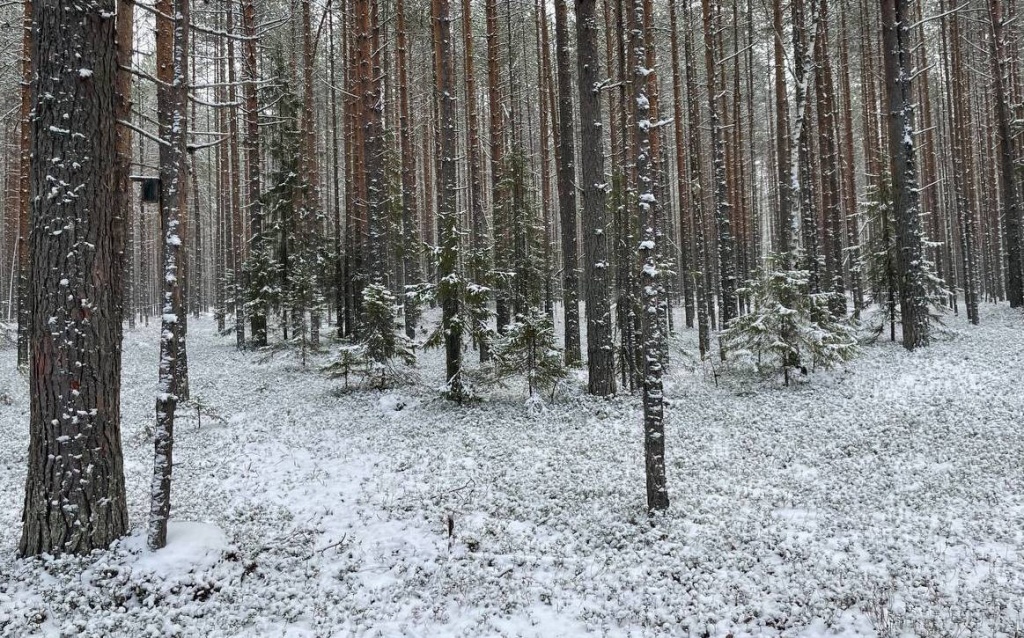 В Прикамье резкое похолодание ускорило миграцию птиц на зимовку