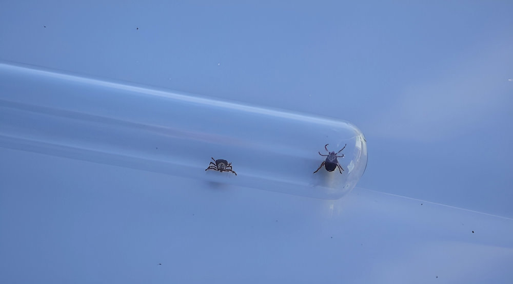 Роспотребнадзор вводит противоэпидемические меры из-за высокой опасности клещей