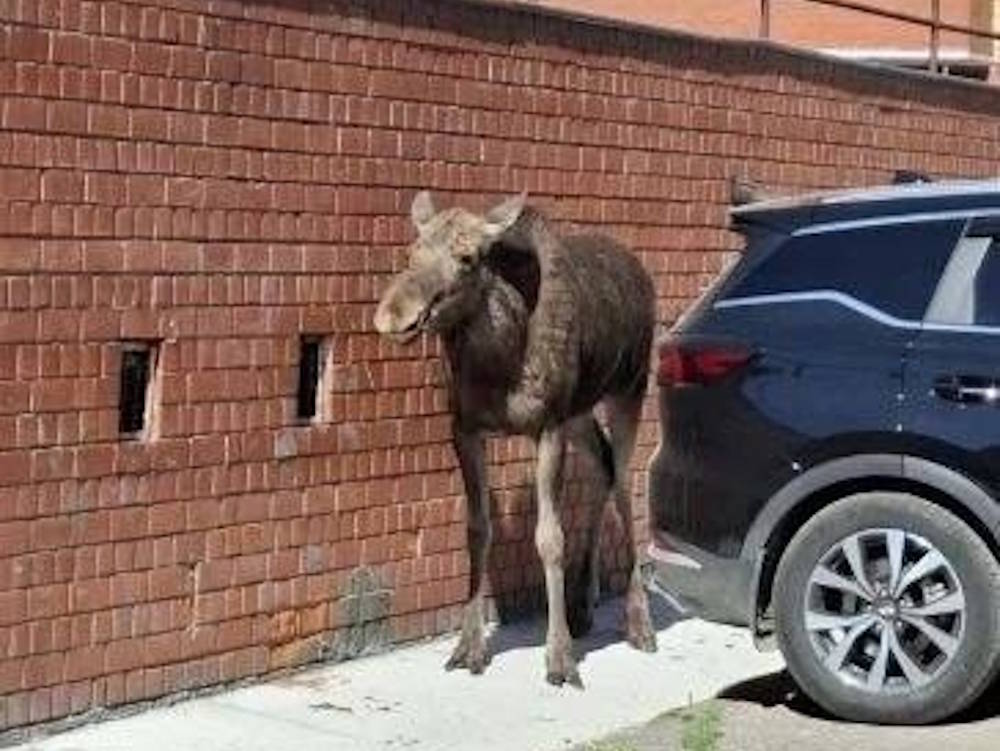 Минприроды рассказало о судьбе лося, который зашел в Закамск